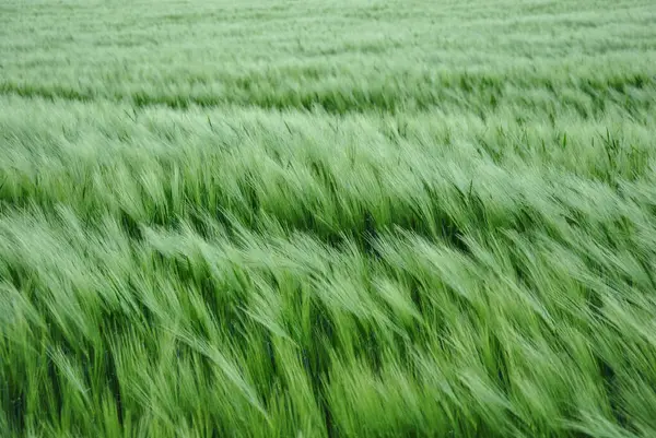 Yeşil buğday tarlası ve buğday arka planında genç kulaklar. seçici odak