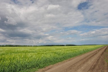Saha yolu ve yeşil buğday tarlası karanlık, dramatik gökyüzünün altında. Tarla yolu olan güzel bir manzara.