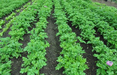 Tarlada yeni patatesler. Bir tarım arazisinde doğal organik ürünler yetiştiriyor.