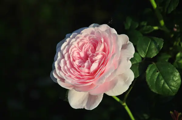 Güzel açık pembe bir gül, koyu bir arkaplana yakın.