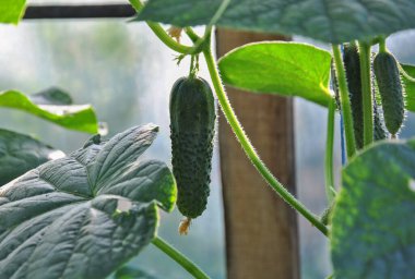 Bir seradaki bahçe yatağında taze salatalık.