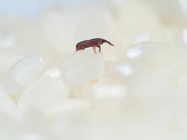 Sebuah Gambar Macro Eye Level Dari Common Rice Weevil Juga — Stok Foto