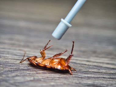 Ölü hamamböceğine böcek ilacı sıkmak. haşere kontrolü, sağlık ve hijyen kavramı