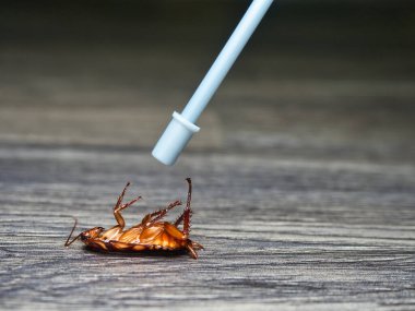 Ölü hamamböceğine böcek ilacı sıkmak. haşere kontrolü, sağlık ve hijyen kavramı