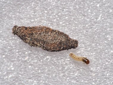 Tinea pelionella güvesinin larvasının yüksek açılı makro görüntüsü rahat çantasını beyaz desenli bir yüzeye bırakıyor..