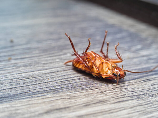 Макро-снимок мёртвого таракана, найденного на полу под углом взгляда