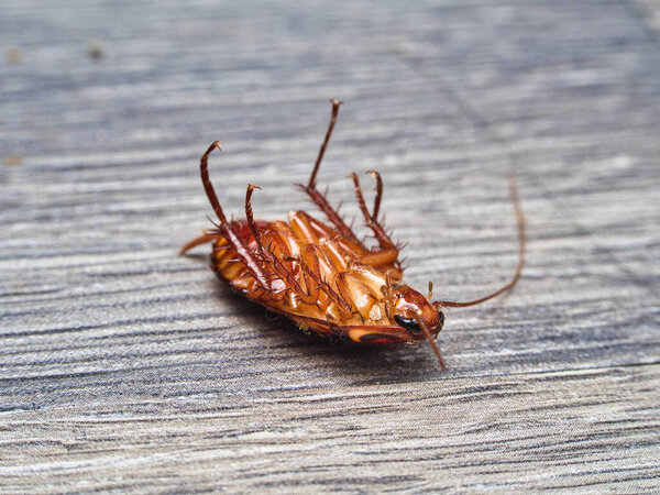 Макро-снимок мёртвого таракана, найденного на полу под углом взгляда