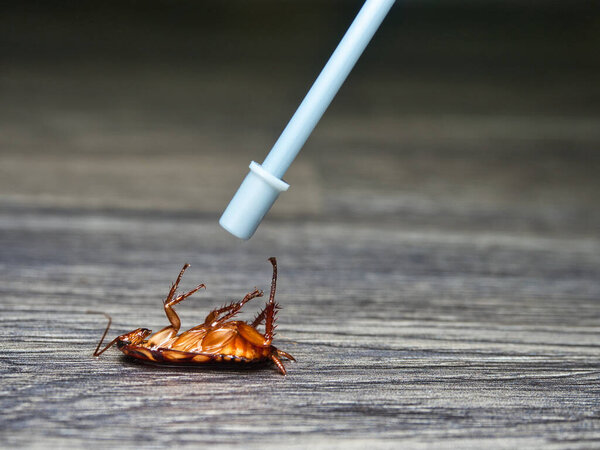 Распыление инсектицида на мёртвого таракана. борьба с вредителями, здоровье и гигиена