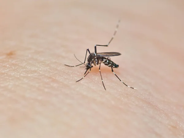 Aedes sivrisinekleri insan derisinden kan yiyor. Sivrisinekler dang humması ve sıtma taşıyıcılarıdır. Dang humması yağmur mevsiminde çok yaygındır..