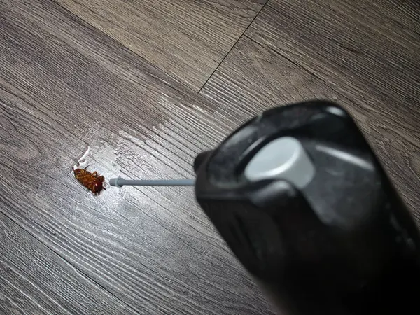 Ölü hamamböceğine böcek ilacı sıkmak. haşere kontrolü, sağlık ve hijyen kavramı