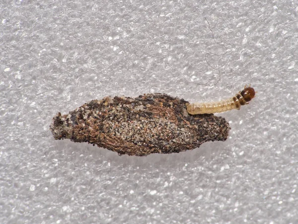 Tinea pelionella güvesinin larvasının yüksek açılı makro görüntüsü rahat çantasını beyaz desenli bir yüzeye bırakıyor..