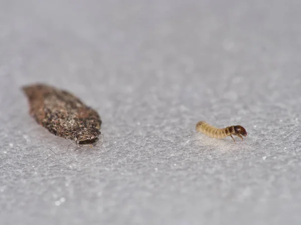 Tinea pelionella güvesinin larvasının makro görüntüsü. Rahat çantasını beyaz doku yüzeyinde, göz hizasında çekilmiş..