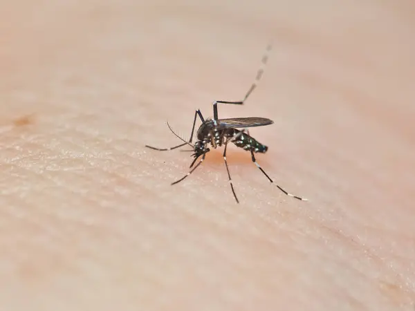 Κουνούπια Του Aedes Τρώνε Αίμα Από Ανθρώπινο Δέρμα Κουνούπια Είναι Royalty Free Φωτογραφίες Αρχείου