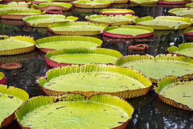 Mauritius 'un Pamplemousses kentindeki Sör Seewosagur Ramgoolam Botancial Garden' da dev nilüfer çiçeği Victoria amazonica bölgesinden yapraklar.