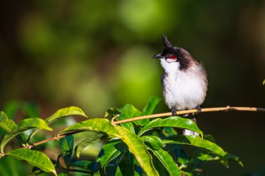 Red-whiskered or crested bulbul Pycnonotus jocosus, a passerine bird native to Asia, seen at Tamarin, Black River, Mauritius