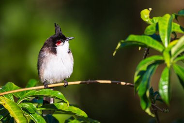 Red-whiskered or crested bulbul Pycnonotus jocosus, a passerine bird native to Asia, seen at Tamarin, Black River, Mauritius