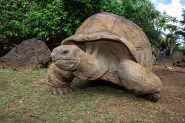 Aldabra dev kaplumbağa Aldabrachelys dev çayı, Seyşeller 'e özgü, La Vanille Doğa Parkı, Savanne, Mauritius