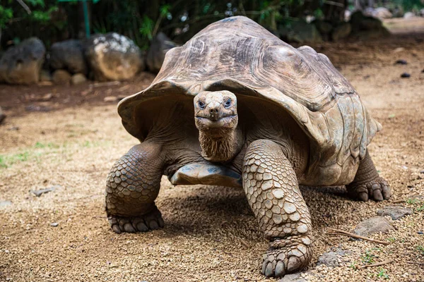 stock image Aldabra giant tortoise Aldabrachelys gigantea, endemic to the Seychelles, in La Vanille Nature Park, Savanne, Mauritius