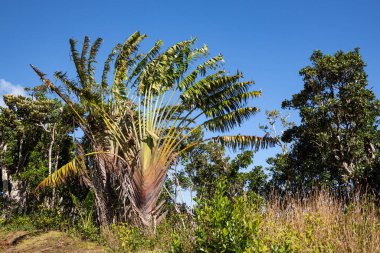 Gezgin palmiye ağacı Ravenala madagascariensis, Mauritius 'taki Black River Gorges Ulusal Parkı' nda bulundu.