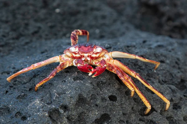 stock image Brilliant red colored crab on rocks near Mahebourg, Mauritius