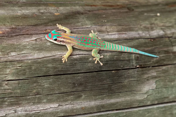 Colorful Mauritius Ornate Day Gecko Phelsuma Ornata Ile Aux Aigrettes — Stock Photo, Image