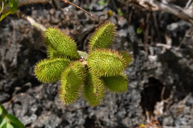 Gri Nicker Caesalpinia bonduc tohumları, bir tırmanma bitkisi, Ile aux Aigrettes, Mauritius