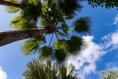 Jardin Sitio Litre, Puerto de la Cruz, Tenerife, İspanya 'daki Kanarya Adası' nda büyük bir hayran palmiyesinin gövdesine bakıyorum.