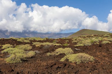 Malpais de Guimar Çorak Toprakları, Puertito de Guimar, Kanarya adası Tenerife, İspanya