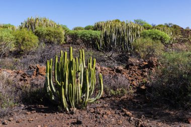 Kanarya Adası, Malpais de Guimar Çorak Toprakları, Puertito de Guimar, Kanarya Adası, Tenerife, İspanya