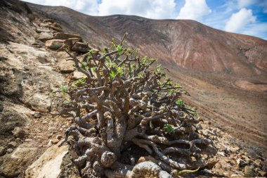 Tabaiba plant Euphorbia regis-jubae at rim of Caldera blanca volcano, Canary island of Lanzarote, Spain clipart