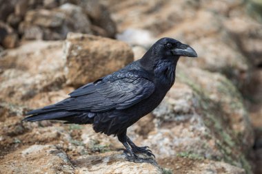 İspanya, Lanzarote Kanarya Adası, Caldera Blanca volkanında kuzgun corvus corax.