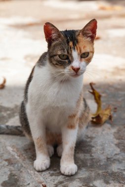 Yunanistan 'ın Girit adasındaki Kissamos sokaklarında kedi var