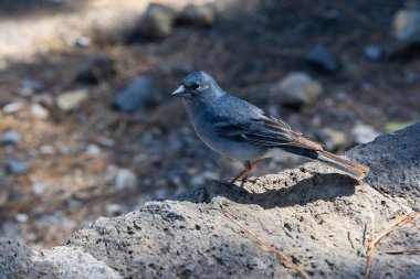 Erkek Tenerife Blue Chaffinch Fringilla teydea Arenas Negras, Garachico, Tenerife Kanarya Adası, İspanya