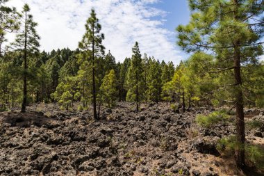 La Montanetas yakınlarındaki Kanarya çam ağaçları Ermita de San Francisco, Garachico, Tenerife Kanarya Adası, İspanya