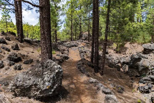 La Montanetas, Ermita de San Francisco, Garachico, Tenerife, İspanya 'nın Kanarya adası yakınlarındaki Kanarya çam ağaçları arasında yürüyüş yolu.