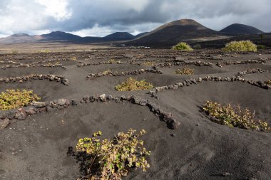 Volkanik küllerin içinde büyüyen şarap, rüzgardan korunan sokolar, yarı dairesel taş duvarlar, La Geria, Kanarya adası İspanya