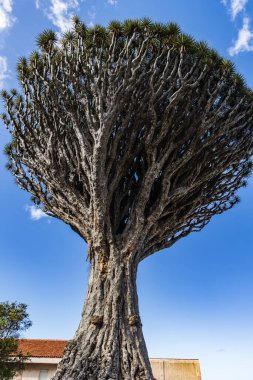 Dragon tree Dracaena draco called Drago de San Francisco,, Realejo Bajo, Los Realejos, Canary island of Tenerife, Spain clipart