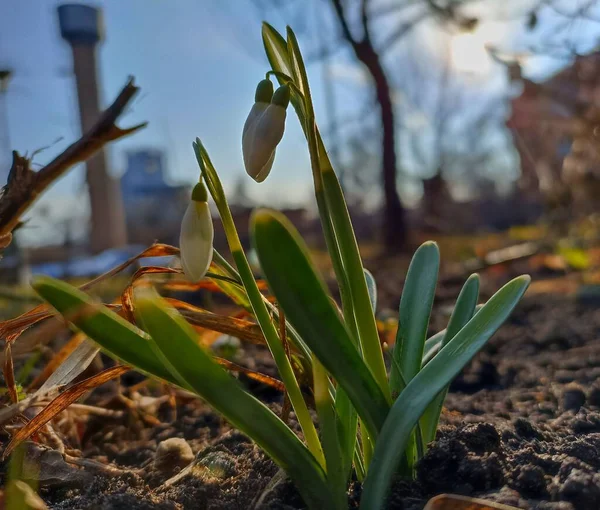Galanthus nivalis, kardelen veya ortak kardelen, en iyi bilinen ve en yaygın onun cins Galanthus 20 türlerin olduğunu