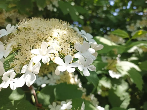 Viburnum opulus, Adoxaceae (eski adıyla Caprifoliaceae) familyasından bir çicek türü.)