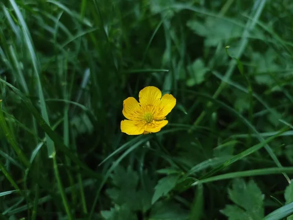 黄色的花 深绿色的叶子 Ranunculus Polyanthemos — 图库照片