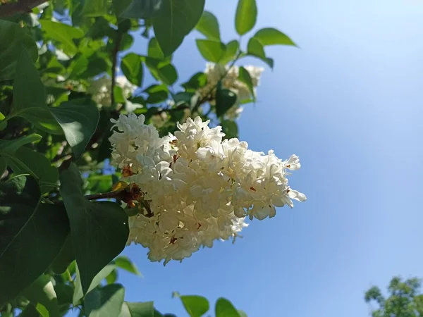 Syringa vulgaris, the lilac or common lilac, is a species of flowering plant in the olive family Oleaceae, native to the Balkan Peninsula, where it grows on rocky hills
