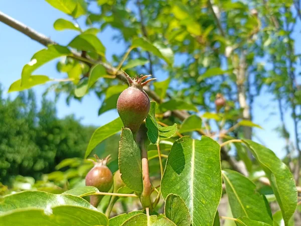 Pears are fruits produced and consumed around the world, growing on a tree and harvested in late summer into mid-autumn