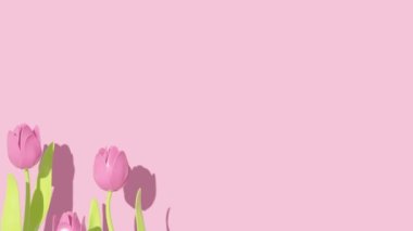 Pembe arka planda tebrik kartı lalesi. Minimum modern hareket tasarımı. Soyut canlandırma