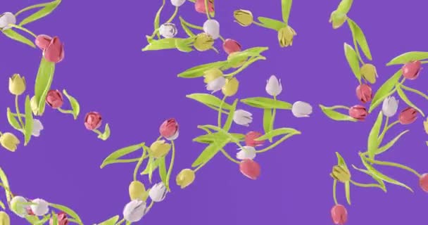 Розовый Белый Желтый Тюльпан Падает Минимальный Современный Дизайн Движения Абстрактная — стоковое видео
