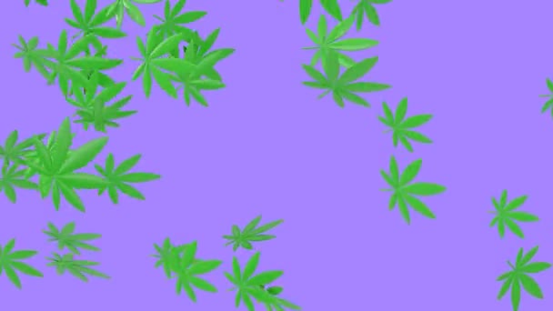 Cannabis Leaves Flying Minimal Modern Motion Design Abstract Animation — Stock Video