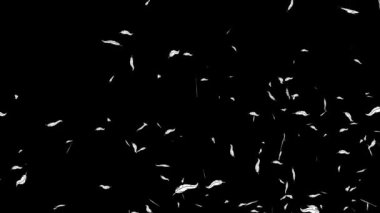 Beyaz tüyler siyah arka planda uçar. Minimum modern hareket tasarımı. Soyut canlandırma