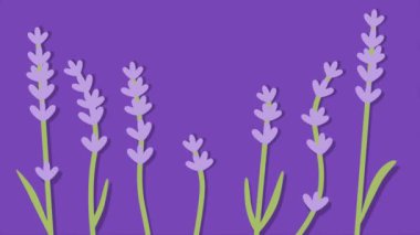 Yapraklı lavanta çiçekleri. Minimum modern kusursuz hareket tasarımı. Soyut döngü canlandırması