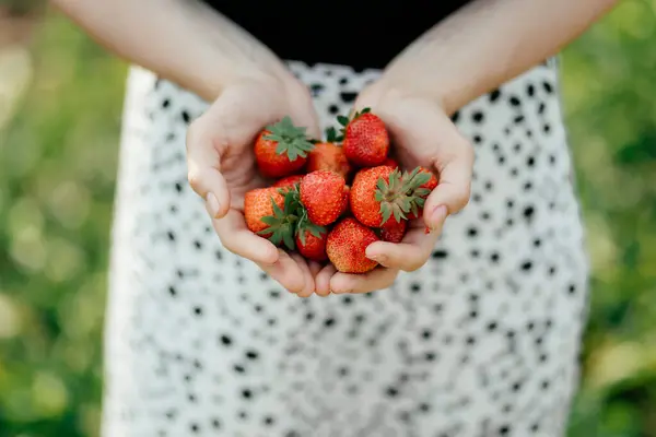Stroberi Tangan Seorang Petani Wanita Kebun Fokus Selektif Makanan Musim Stok Gambar