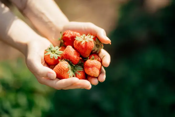 Stroberi Tangan Seorang Petani Wanita Kebun Fokus Selektif Makanan Musim Stok Foto