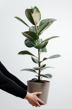 Güzel bir tencerede yeşil bir vazo erkek elinde hafif bir arka planda fotoğraflanır.